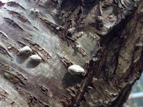 Tree Fungus Identification And Treatment