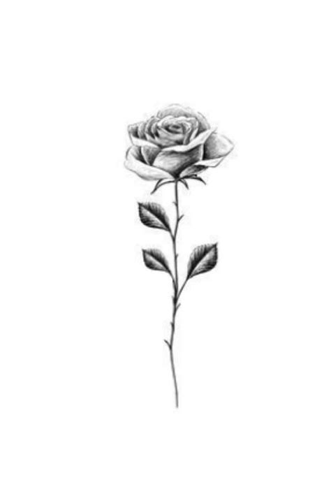 Create Stunning Rose Tattoo Designs With These Easy Outline Drawings