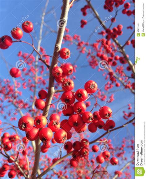Rote Beeren Auf Einem Baum Im Winter Stockbild - Bild von beeren ...