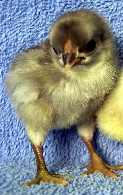 Blue Rosecomb Bantam Chickens For Sale Cackle Hatchery®