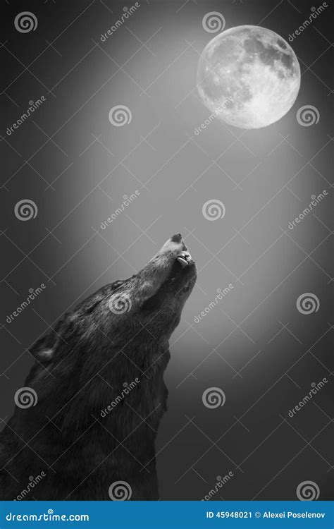 Wolf Howls To The Moon Stock Image Image Of Wilderness 45948021