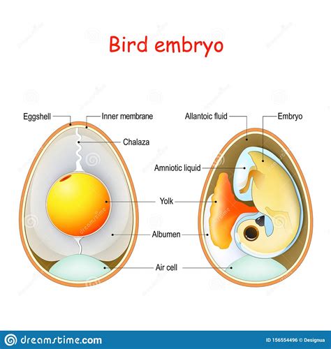 Compared with a mammal or reptile skeleton, there are many fewer bones in a bird skeleton. Two Bird Eggs With Embryo And Egg Anatomy. Cross Section ...