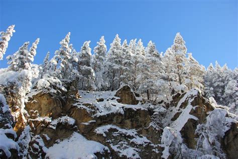 Snow Covered Pine Trees On The Mountain Stock Image Image Of Covered