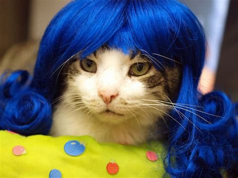 30 Cats In Wigs That Will Make You Laugh Gallery Cattime Cats