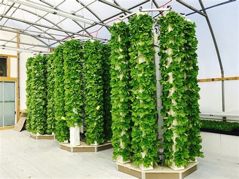 Vertical Farming Is It Just A Fad Or The Future Of Sustainable