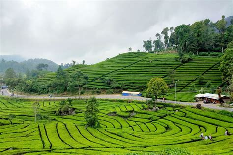 Check spelling or type a new query. Kebun Teh Rancabali "Ciwidey" Bandung - Siti Mustiani