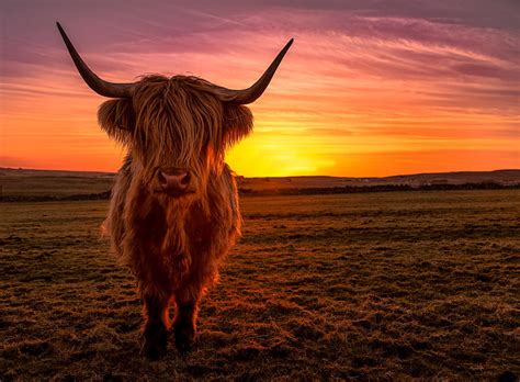 Sunset Cow Colors Clouds Sky Landscape Horns Hd Wallpaper Peakpx