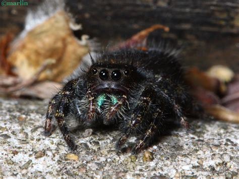 Bold Jumping Spider Phidippus Audax North American Insects And Spiders