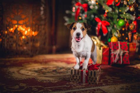 2017 Holiday Safety Tips For Your Dog Dogtime