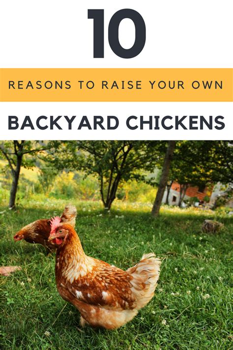 Reasons You Need To Start Raising Your Own Backyard Chickens Today
