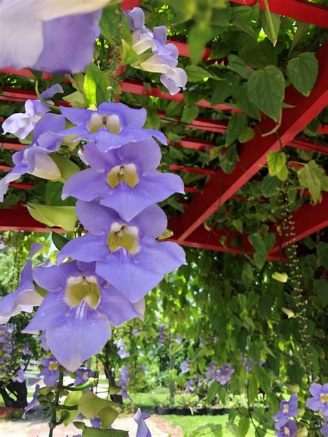 Ft myers best tattoo shop, ft myers tattoo, fort myers tattoo, cape coral tattoo, piper tattoo. Fort Myers FL Botanical Garden, Garden Shop (With images ...