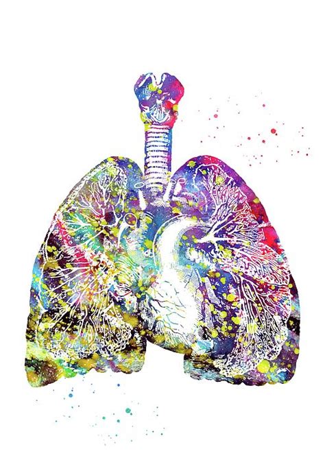 Lungs And Heart By Erzebet S Lungs Art Medical Art Art Prints