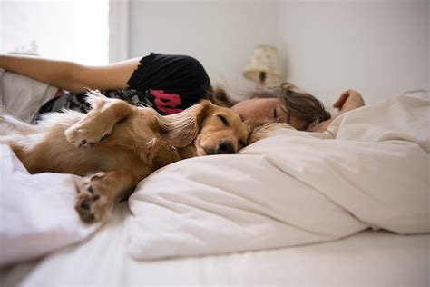 Should Your Dog Sleep In Your Bed What Experts Say The Healthy