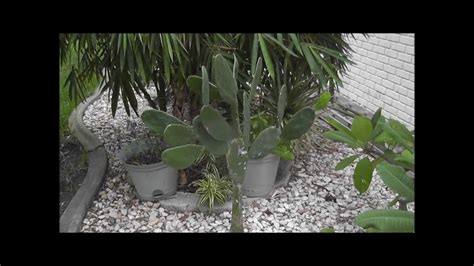 The cactus plant is a staple in many latin american cultures. How to Grow Cactus From Cuttings - YouTube