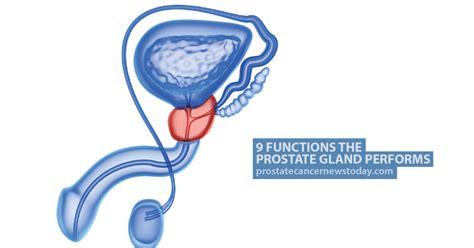 Functions The Prostate Gland Performs Prostate Cancer News Today