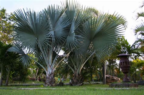 Top 6 Popular Types Of Palm Trees In Florida Beautiful Boundaries