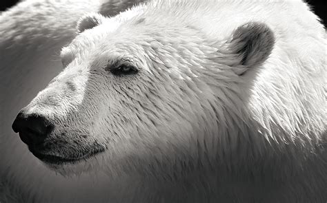 Close Up Photo Of Polar Bear Hd Wallpaper Wallpaper Flare