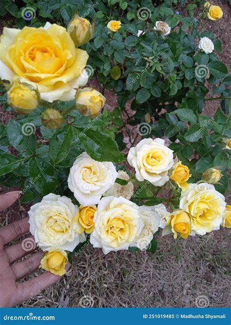 Yellow Roses ðŸ›âž¡ï¸ ðŸ¥€ Stock Image Image Of ðÿ Flower 251019485