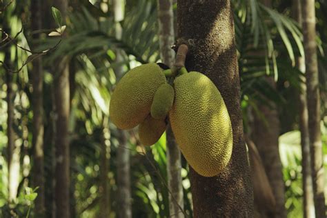 From March 21 Kerala Will Have An Official Fruit The Jackfruit