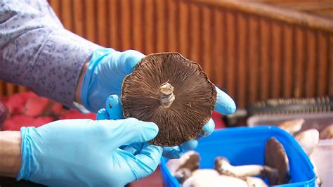 Several Hospitalised After Eating Highly Toxic Mushrooms Breaking