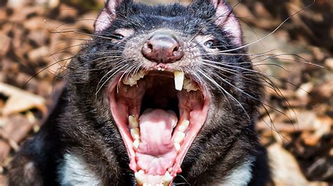Can You Trademark The Tasmanian Devil Heres 10 Mascot Ideas That Are Just As Good For The