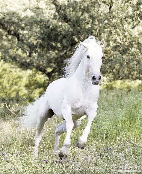 Grey Horse White Horses Horse Love Most Beautiful Horses All The