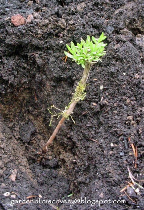 4 how to grow lavender from cuttings in water. Garden of Discovery: Low Tech Lavender Propagation