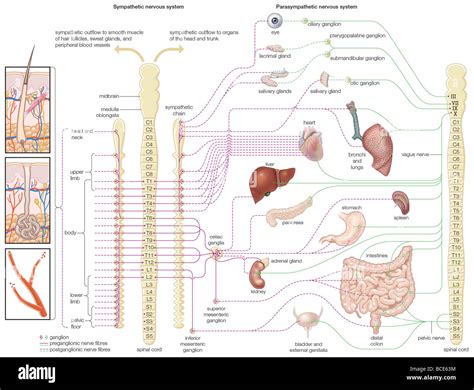 Diagram Of The Autonomic Nervous System Showing Distribution Of