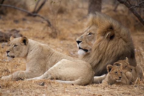 Marvelous Facts About Lions That Kids Will Relish Reading