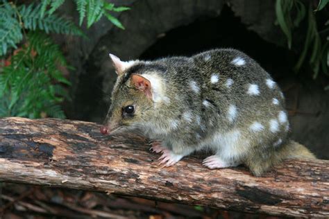 Eastern Quolls Begin Their Reintroduction To Mainland Australia Quoll
