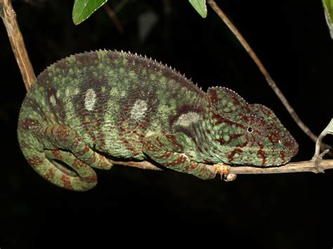 Oustalets Or Malagasy Giant Chameleon Furcifer Oustaleti Amphibian