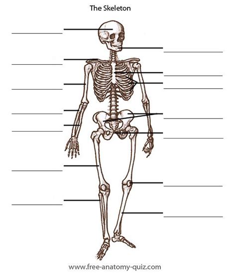 The strongest bone in your body is hollow. Free Anatomy Quiz - The Bones of the Skeleton Image ...