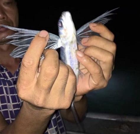 Fish With Wings And Legs Captured In Fujian Peoples