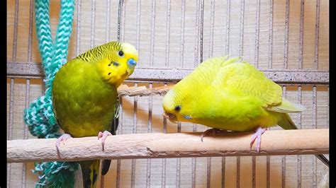 Energetic Summer Budgies Chirping Parakeets Singing Sounds Minutes Youtube