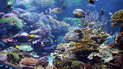 Aquarium Backgrounds For Computer Carrotapp