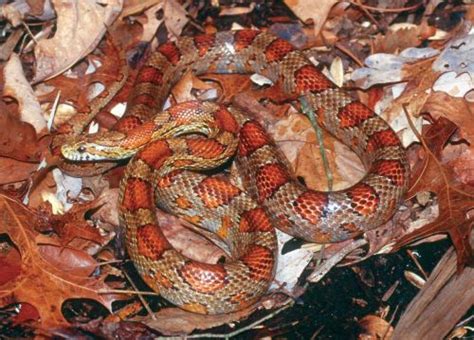 American Corn Snake Elaphe Guttata