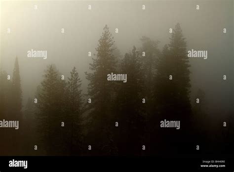 Fog In The Pine Forest Stock Photo Alamy