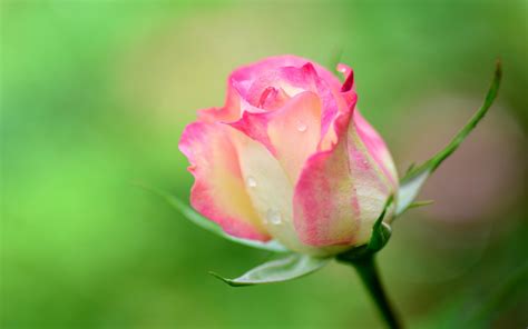 Nature Pink Beauty Flower Beautiful Rose Wallpapers Hd Desktop