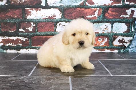 Born january 10, 2021 available: Miniature Goldendoodle puppies for sale | Mixed small ...