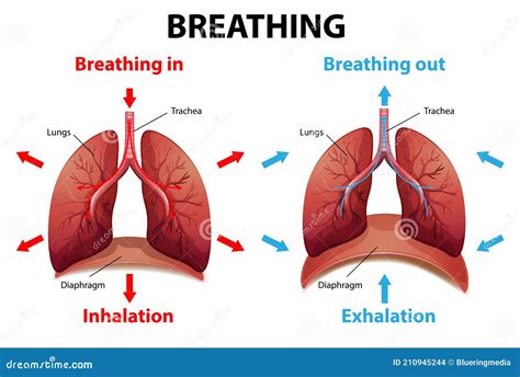 The Process Of Breathing Explained Stock Vector Illustration Of