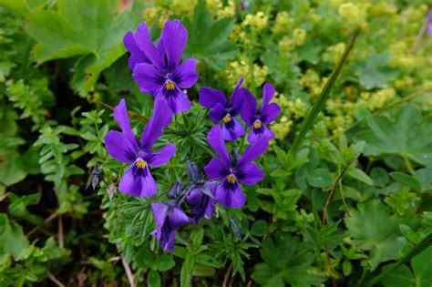 Viola Tricolor Violaceae
