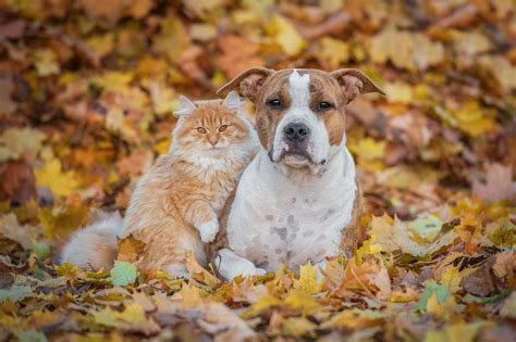 The professional and courteous staff at riverside animal hospital seeks to provide the best possible. Happy Fall Ya'll!! | News | Riverside Veterinary Hospital