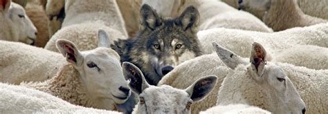 Sheep Among Wolves American Anglican Council
