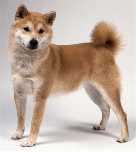 Expect to pay less for a puppy without papers, however, we. Image detail for -Brown Shiba Inu Dog, standing | Shiba ...