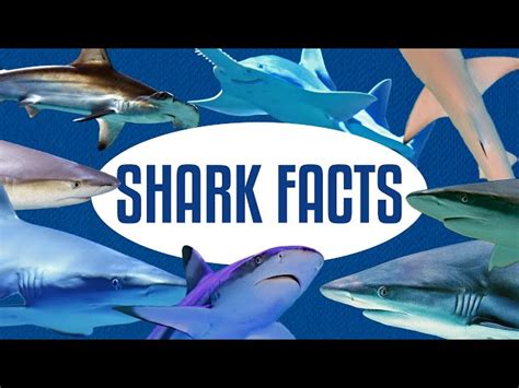 70 Thrilling Shark Facts That Will Surprise You