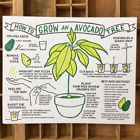 When an avocado has no flowers, it is often a matter of proper care and some patience. How To Grow An Avocado Tree Broadside | Grow avocado ...