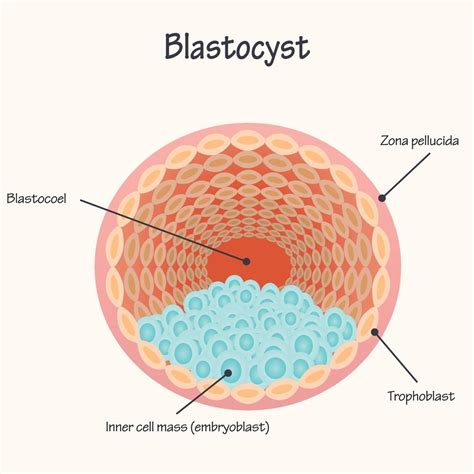 Diagram Of The Blastocyst 7165627 Vector Art At Vecteezy