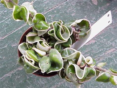 This is an unboxing of my variegated hoya carnosa compacta (hoya hindu rope) named marley (2.0). Hoya carnosa compacta marginata (regalis) - Glasshouse Works