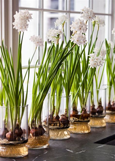 How To Force Paperwhites Paperwhites Bulb Flowers Indoor Plants