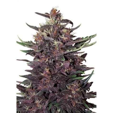 Purple Kush De Buddha Semillas De Marihuana Autoflorecientes